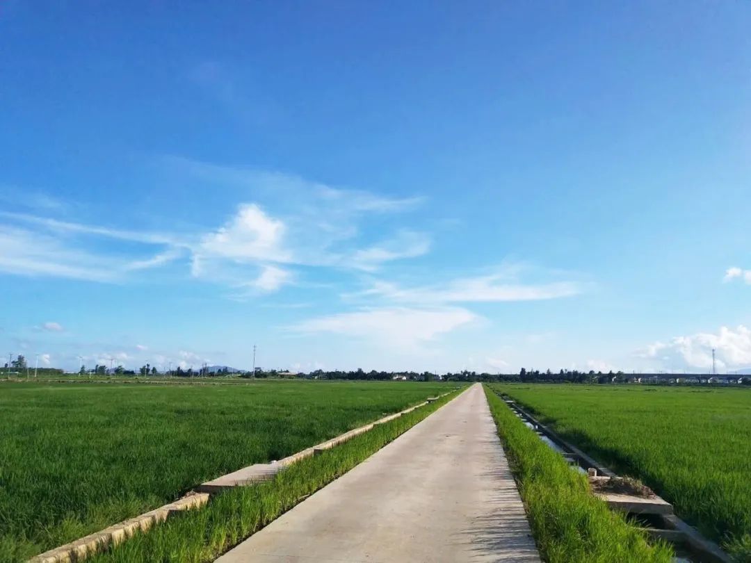 战疫情,助春耕!珠海高栏港经济区垦造水田项目成果喜人 战疫情,助春耕!珠海高栏港经济区垦造水田项目成果喜人