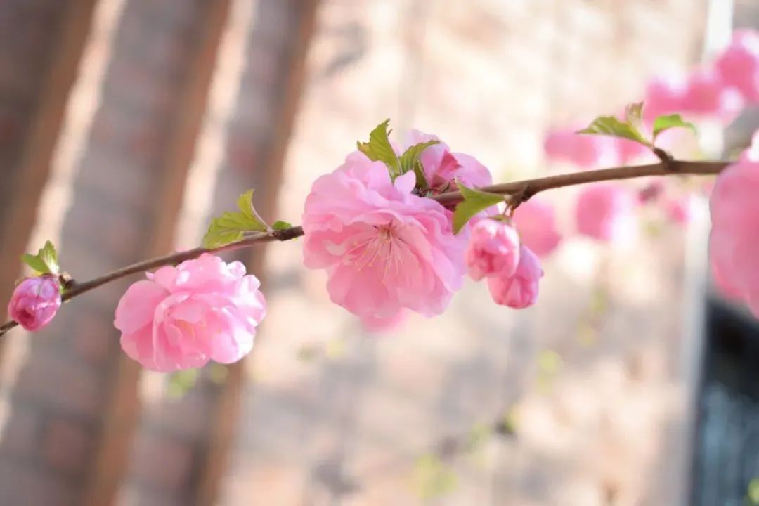 清华园的春日精灵们醒来啦~ 清华园的春日精灵们醒来啦~