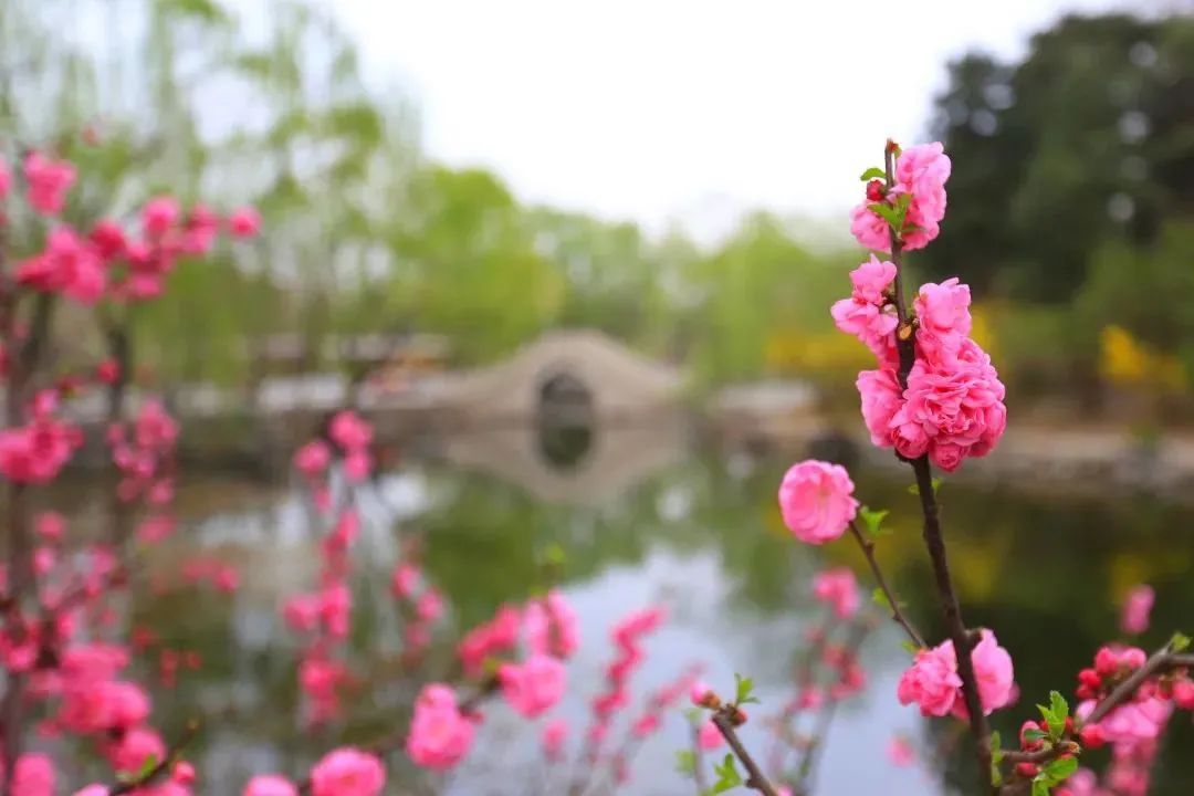 清华园的春日精灵们醒来啦~ 清华园的春日精灵们醒来啦~