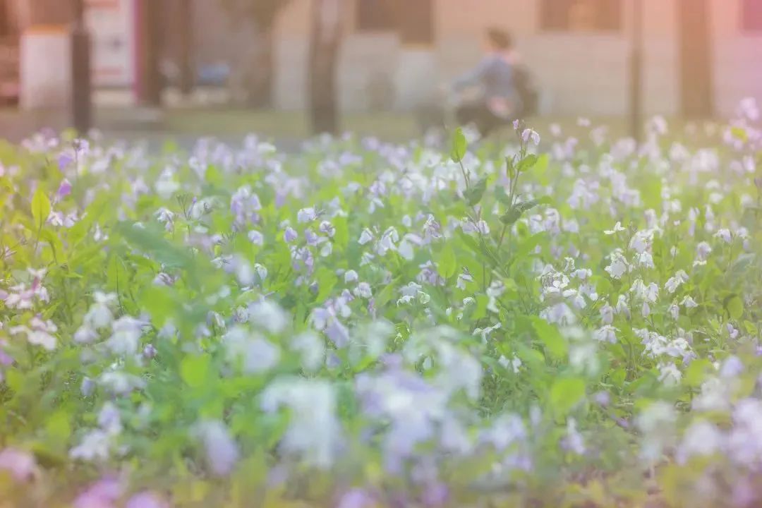 清华园的春日精灵们醒来啦~ 清华园的春日精灵们醒来啦~