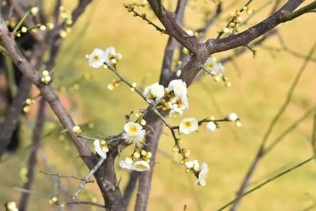 春分,北京的春天刚刚开始 春分,北京的春天刚刚开始