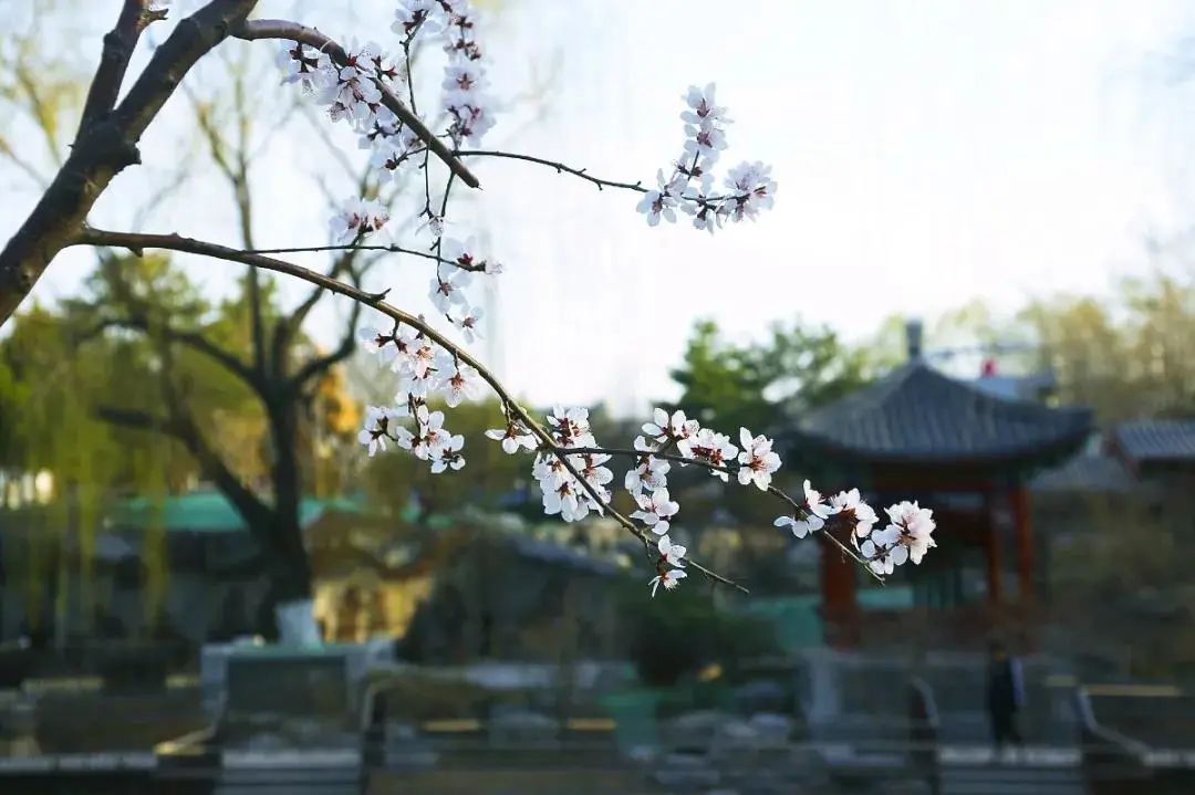 春分,北京的春天刚刚开始 春分,北京的春天刚刚开始