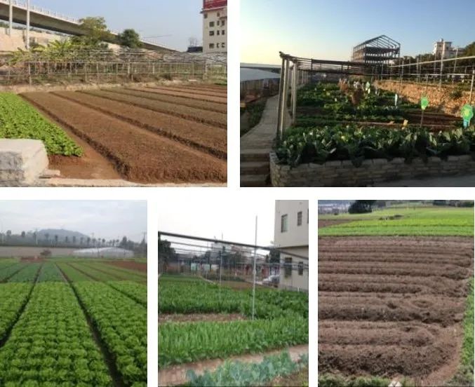 厦门海沧区青礁村院前社规划设计及行动计划 厦门海沧区青礁村院前社规划设计及行动计划