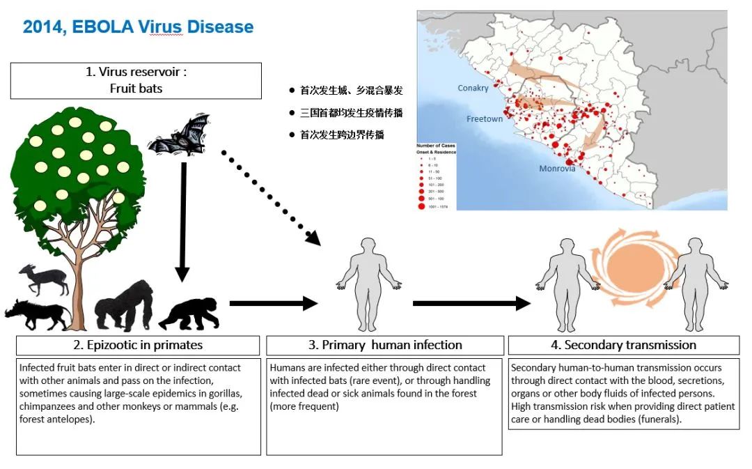 【资源分享】黑天鹅还是灰犀牛——新发传染病与城市安全