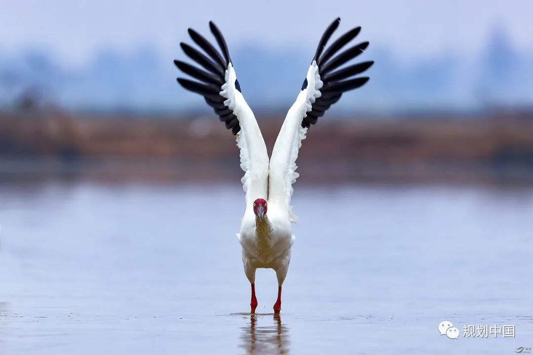 保护生物多样性——生态文明背景下国土空间规划的逻辑基础