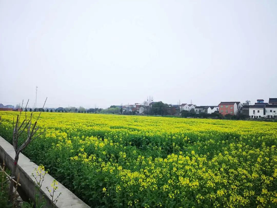 回望来时路，已郁郁葱葱：一览“两山”理论在余杭大地的生动实践（开篇）