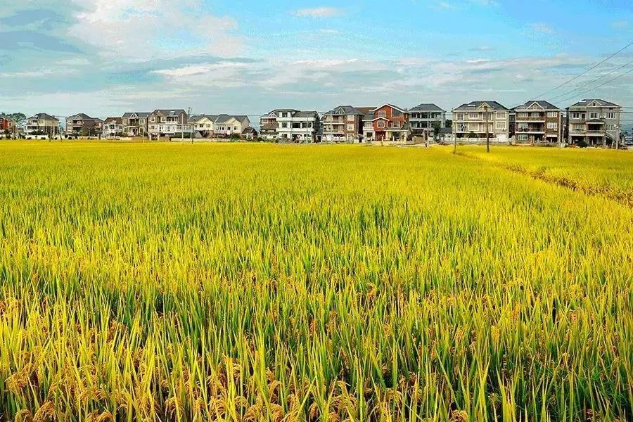 回望来时路，已郁郁葱葱：一览“两山”理论在余杭大地的生动实践（开篇）