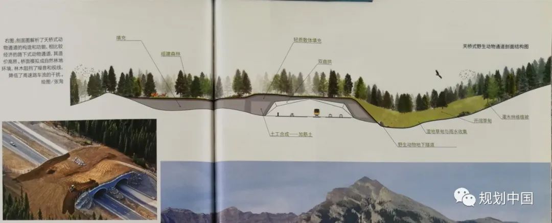 保护生物多样性——生态文明背景下国土空间规划的逻辑基础