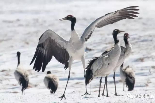 保护生物多样性——生态文明背景下国土空间规划的逻辑基础