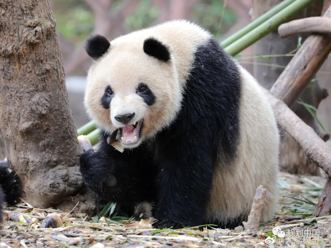 保护生物多样性——生态文明背景下国土空间规划的逻辑基础