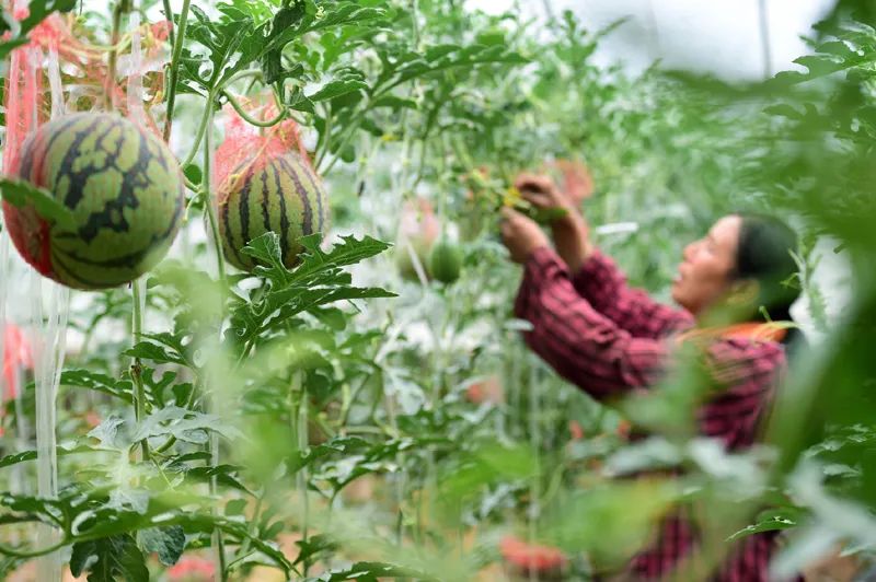 【聚焦】5大关键词解读各省份2020年政府工作报告