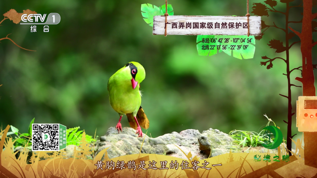 太有爱！《秘境之眼》2020年精彩影像评选结果揭晓→