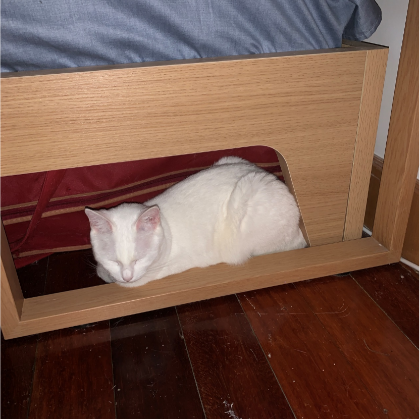 摄影之眼｜如何给猫拍照