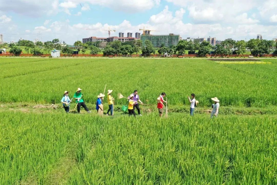 当端午遇上全国土地日:万水千山粽是情 当端午遇上全国土地日:万水千山粽是情