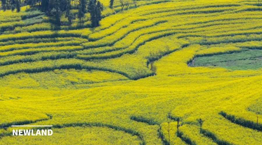 城乡中国视角下的“撤村并居”研究述评