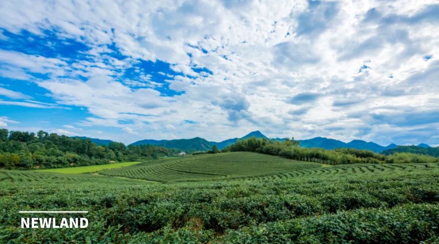 城乡中国视角下的“撤村并居”研究述评