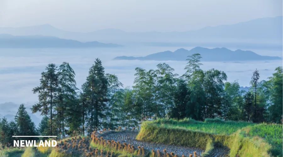 城乡中国视角下的“撤村并居”研究述评