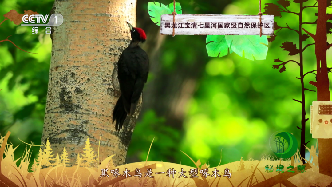 太有爱！《秘境之眼》2020年精彩影像评选结果揭晓→