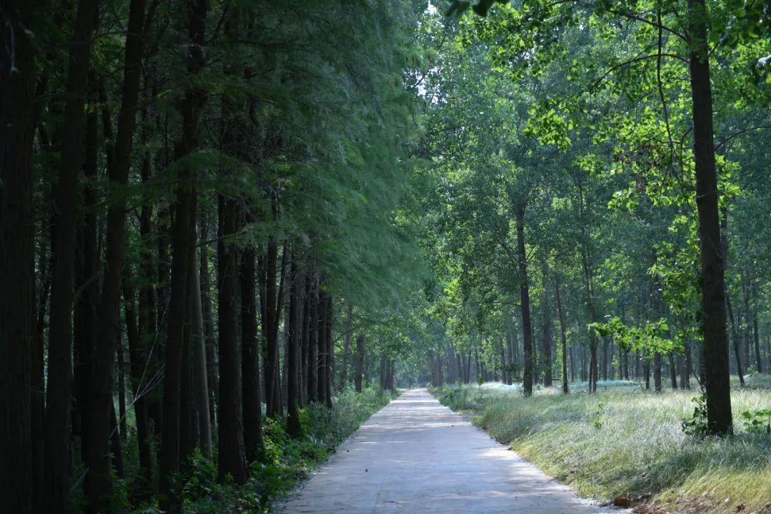 昔日油库船厂和矿场，今天公园绿地风光带——“打卡”南京滨江 见证岸线“重生”