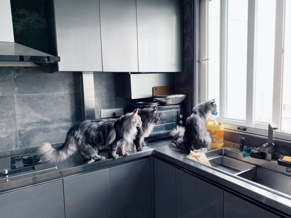 摄影之眼｜如何给猫拍照
