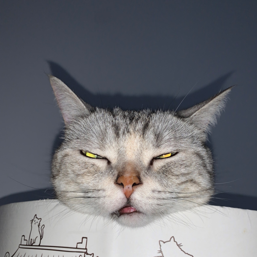 摄影之眼｜如何给猫拍照