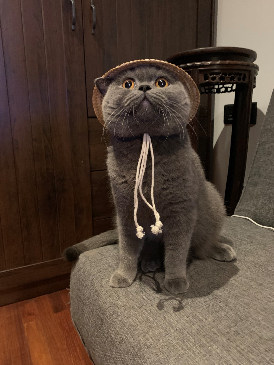 摄影之眼｜如何给猫拍照