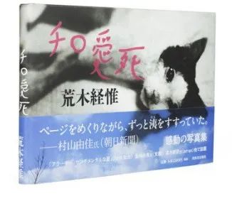 摄影之眼｜如何给猫拍照