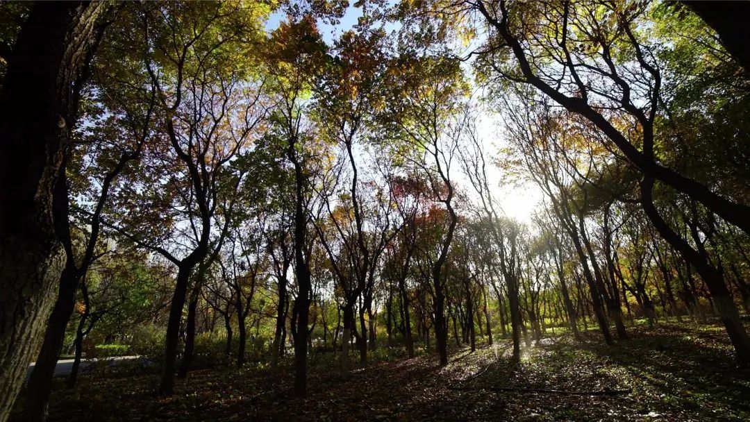 奥林匹克建筑群:古老中轴线上的新风景 奥林匹克建筑群:古老中轴线上的新风景