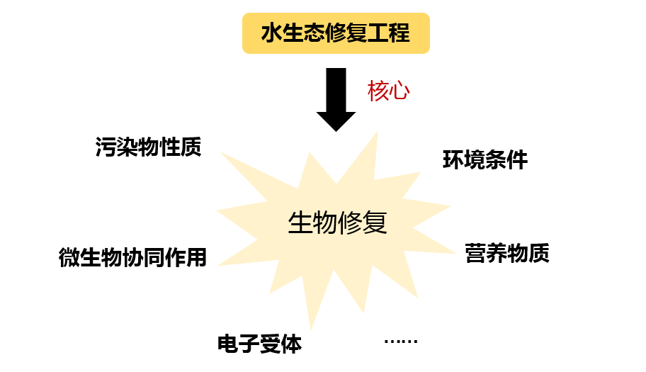 新员工展示 | 我的水生态修复 “进化论”