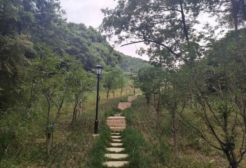 拱墅区超额完成省下达的国土绿化造林年度目标任务