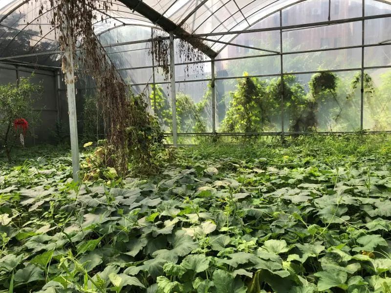 改进用地管理,促进现代农业健康发展,江干规划资源分局这样做…… 改进用地管理,促进现代农业健康发展,江干规划资源分局这样做……
