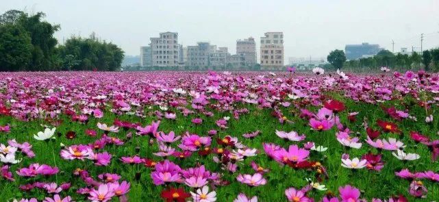 广州花都“花”特色空间塑造策划|作品展播 广州花都“花”特色空间塑造策划|作品展播