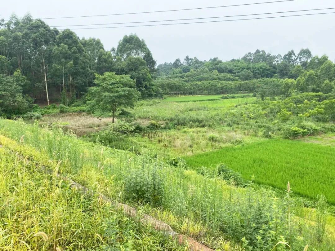 在成都公园城市的诗意未来,留下你的“诗句” 在成都公园城市的诗意未来,留下你的“诗句”
