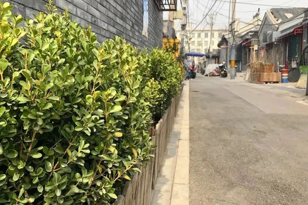 北京在行动 | 街区更新“绣”出城市新气象 北京在行动 | 街区更新“绣”出城市新气象