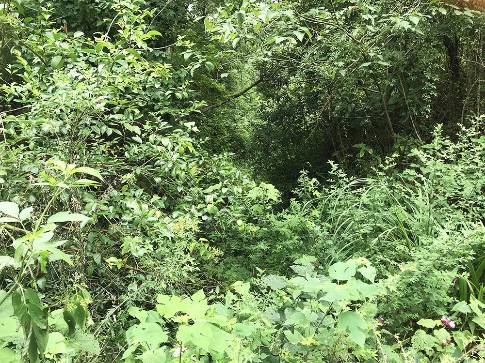 在成都公园城市的诗意未来,留下你的“诗句” 在成都公园城市的诗意未来,留下你的“诗句”