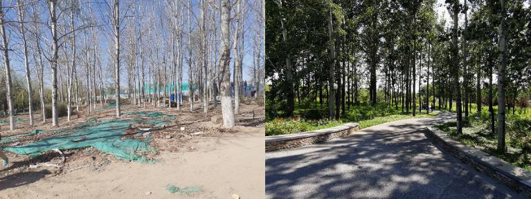 清华同衡助力建设北京城市副中心“城市绿心森林公园” 清华同衡助力建设北京城市副中心“城市绿心森林公园”