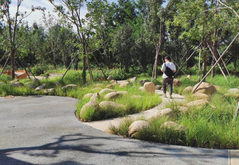 清华同衡助力建设北京城市副中心“城市绿心森林公园” 清华同衡助力建设北京城市副中心“城市绿心森林公园”