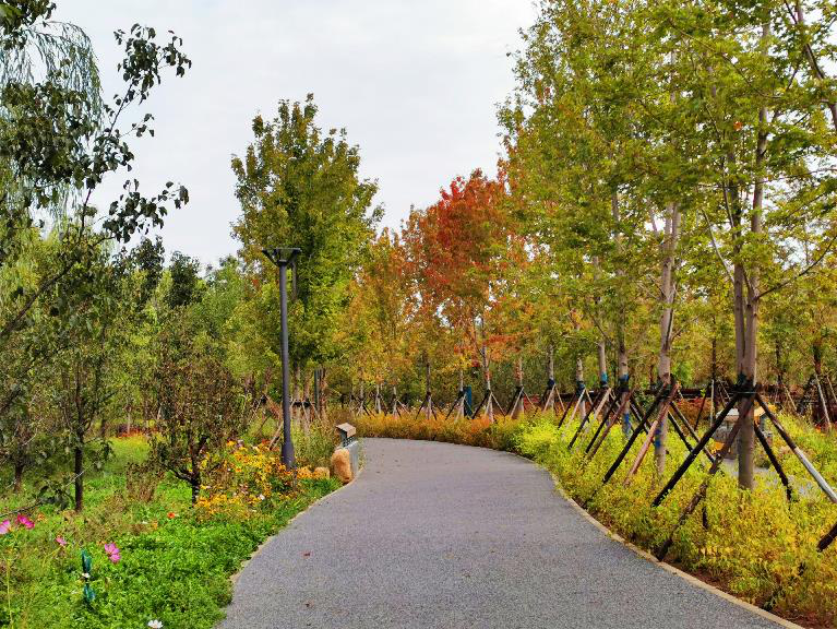 清华同衡助力建设北京城市副中心“城市绿心森林公园” 清华同衡助力建设北京城市副中心“城市绿心森林公园”