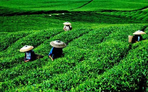 一年好景君须记,正是瓷青茶艳时 ——“双景茶”,可以品味的文化遗产 一年好景君须记,正是瓷青茶艳时 ——“双景茶”,可以品味的文化遗产