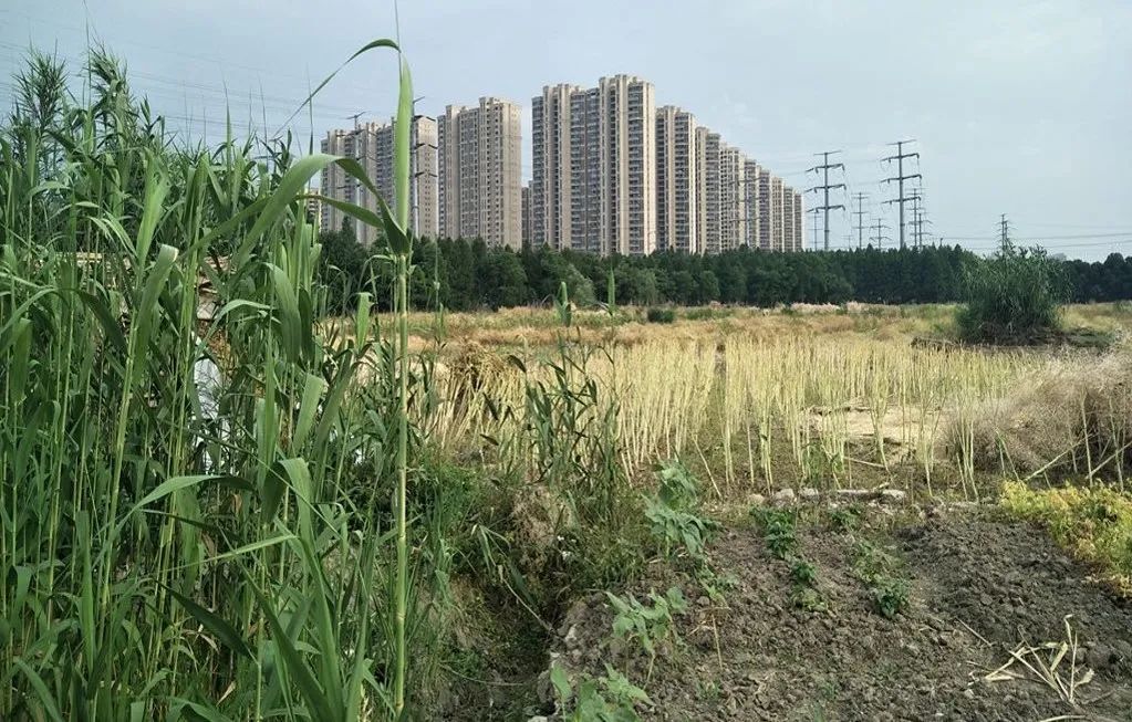 微更新收获“小确幸” ——昆山城市公共空间景观改造提升实践 微更新收获“小确幸” ——昆山城市公共空间景观改造提升实践