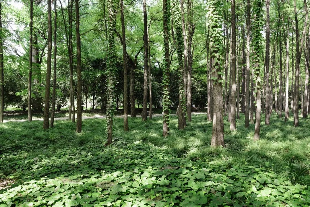 浅谈草在山水林田湖草生命共同体中的地位与作用