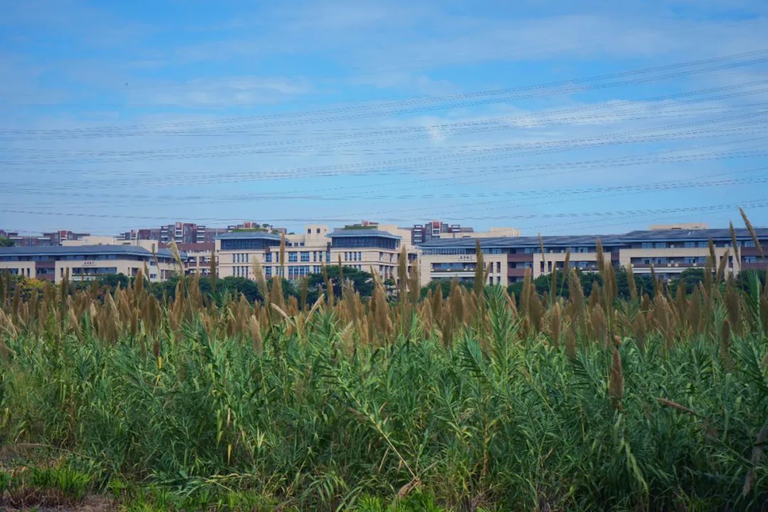 大湾区设计大奖：东莞生态园中心区城市设计