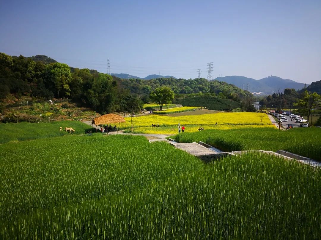 滨江区全域土地综合整治与生态修复工程通过市级验收