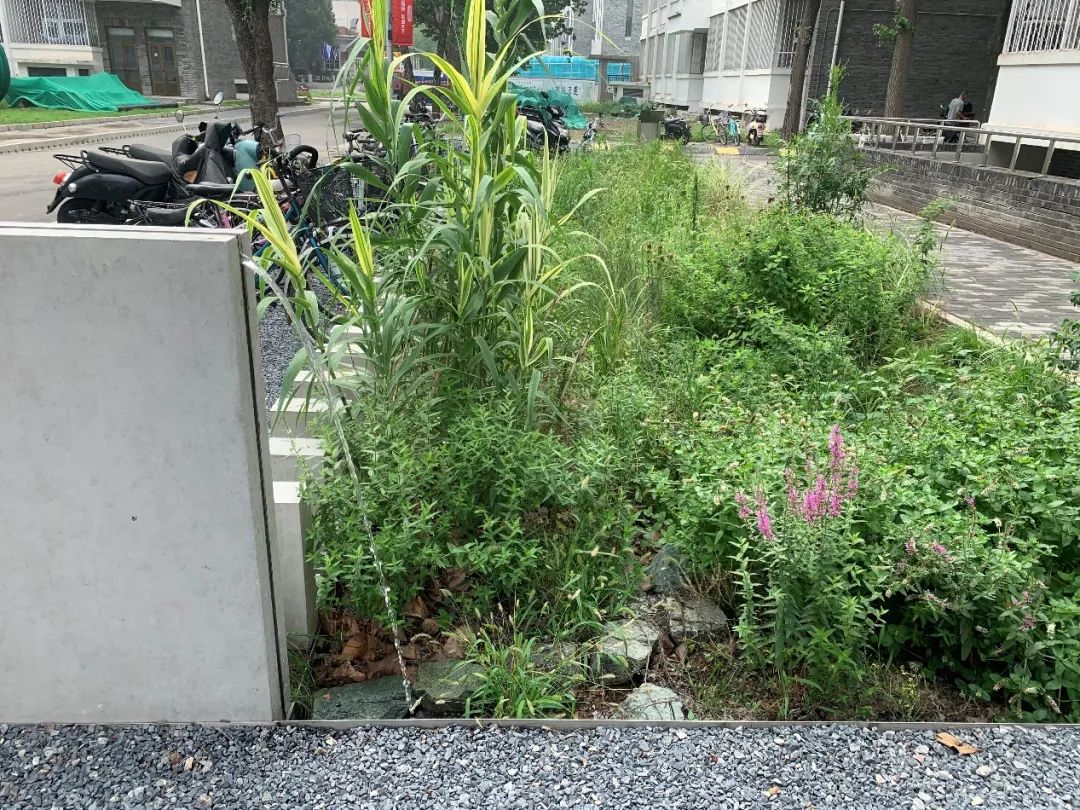 李迪华:城市生物多样性保护设计 | 学术季 李迪华:城市生物多样性保护设计 | 学术季