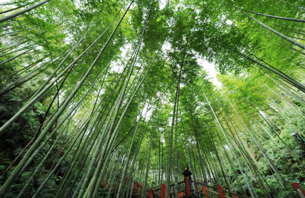 生态文明建设硬核成绩单!这五年,13组数据美了中国! 生态文明建设硬核成绩单!这五年,13组数据美了中国!