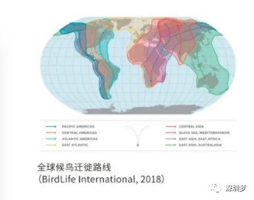 沪深广磁悬浮要来了！深圳至上海将只要3小时即可到达！
