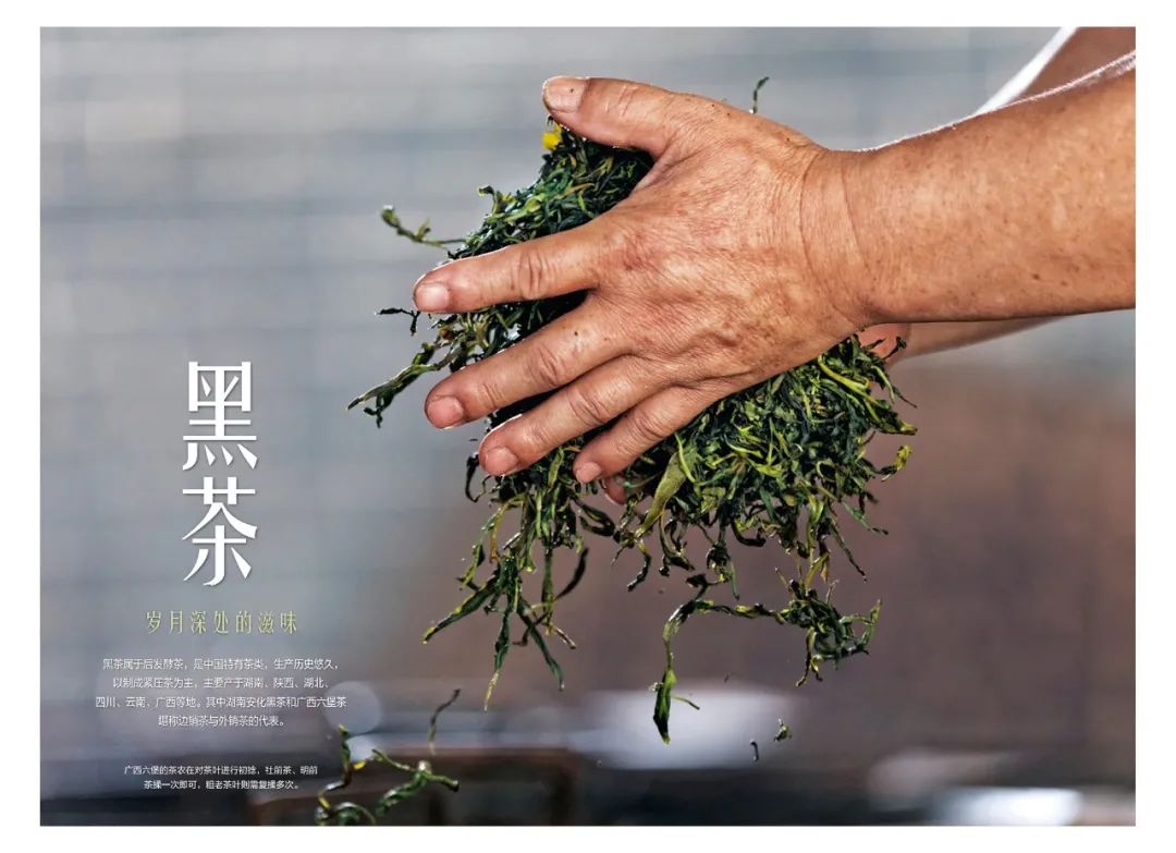 2021,我要跟着它去看世界 2021,我要跟着它去看世界