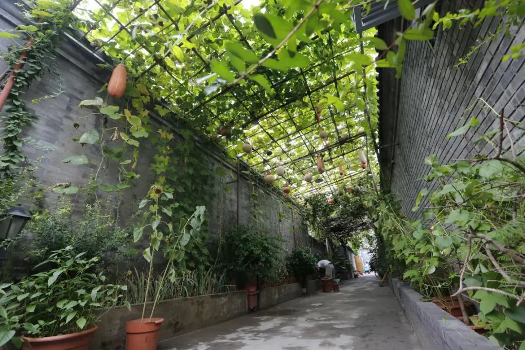 尊重历史文化、传承工匠精神,一同寻觅东四历史文化街区的历史痕迹 尊重历史文化、传承工匠精神,一同寻觅东四历史文化街区的历史痕迹