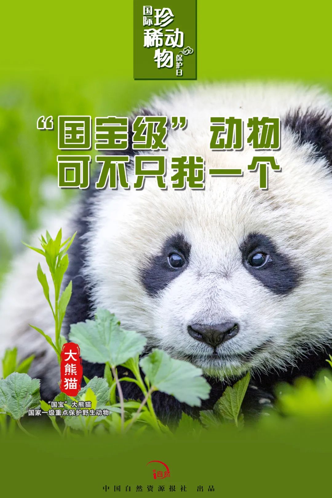 国际珍稀动物保护日｜珍稀，珍惜！