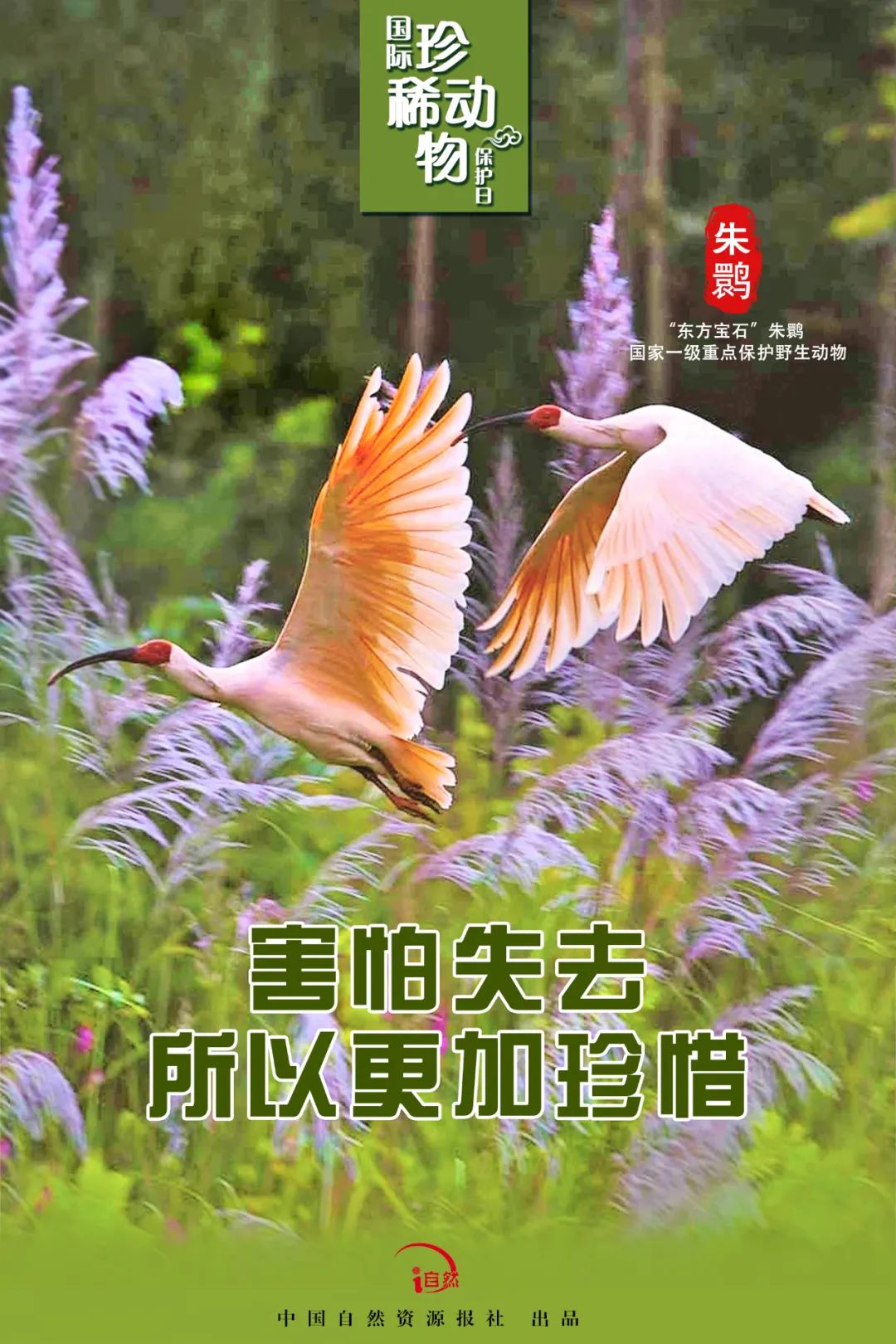 国际珍稀动物保护日｜珍稀，珍惜！